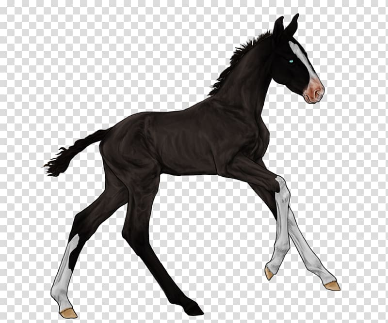 Mustang Foal Stallion Colt Morgan horse, Farm　Sketch transparent background PNG clipart